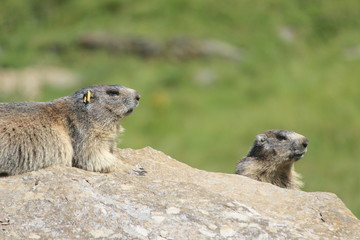 Naklejka na ściany i meble marmottes, Parc du Grand Paradis