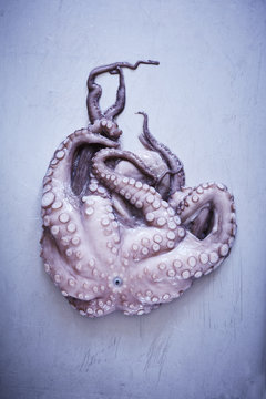 Octopus on gray background