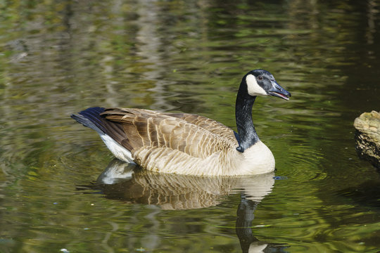 Canada Goose swimming in the lake