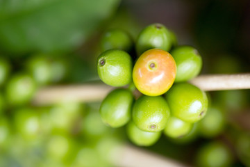 Organic red green  coffee cherries beans