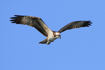 Fototapeta na wymiar ミサゴ　青空バック　Osprey