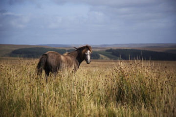 lonely grey pony 