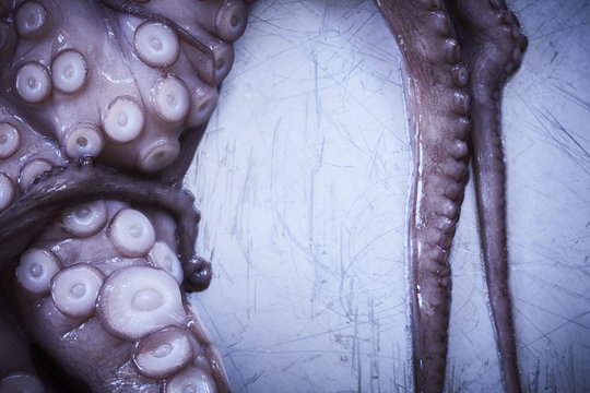 octopus