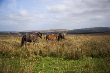 running pony family 2