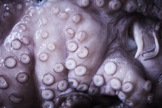 octopus