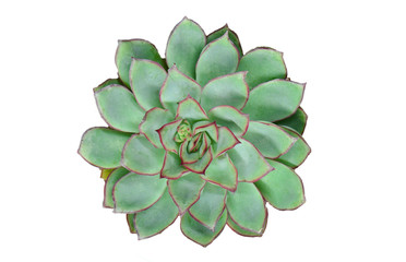 Top view of red green flowering succulent plants