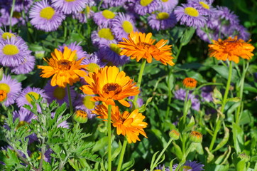 The flowers of Calendula (lat. Calendula officinalis) and Erigeron blossom on the flowerbed in the garden