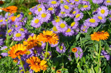 The flowers of Calendula (lat. Calendula officinalis) and Erigeron blossom on the flowerbed in the garden