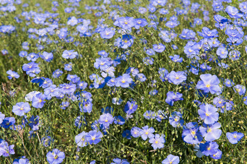 Field with blue flax flowers.