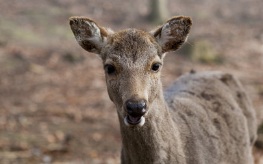 Deer