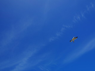 Fototapeta na wymiar Tölpel im Flug mit blauem Himmel im Hintergrund, Tölpelkolonie in Muriwai Beach, Auckland, Neuseeland