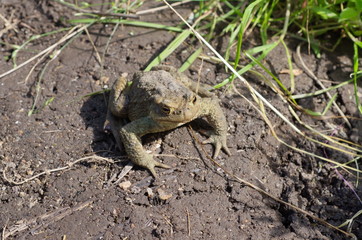 Common toad (lat. Bufo bufo)