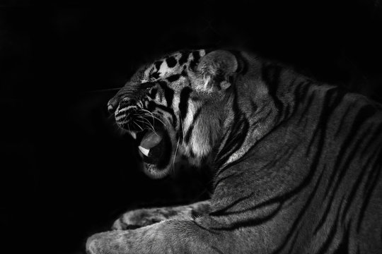tiger roar