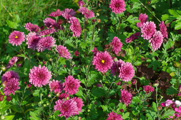 Pink chrysanthemum in the garden