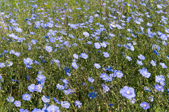 Field With Blue Flax Flowers.