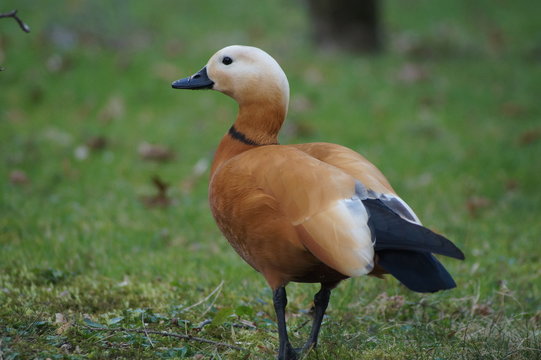 Canard