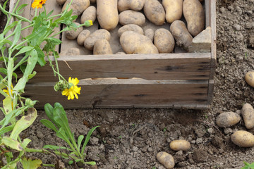 Kartoffelernte im Biogarten