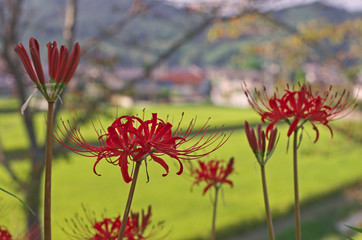red spider liles in the front of rice paddy