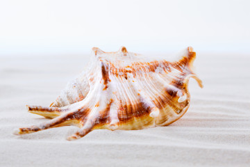 Close up of the sea shells on the beach