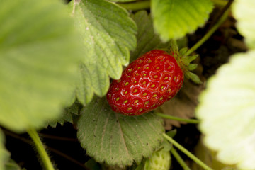 Strawberry bush growing in the garden