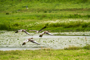 Greylag goose