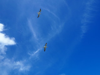 Fototapeta na wymiar Tölpel im Flug mit blauem Himmel im Hintergrund, Tölpelkolonie in Muriwai Beach, Auckland, Neuseeland