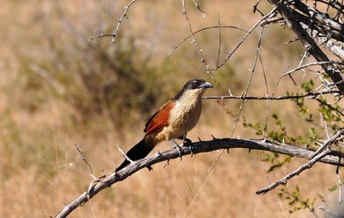 Burchell's coucal bird