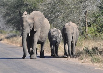 Fototapeta na wymiar Elephan family