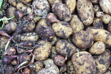 Kartoffeln 2