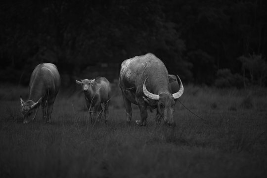 family buffalo stroll