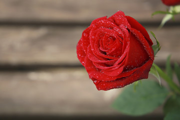 Rosa roja
