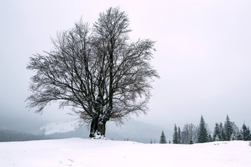 Fototapeta na wymiar Winter green tree covered with snow.
