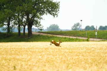 Fotobehang Ree Roe deer in rye