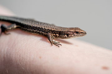 Naklejka premium lizard on hand