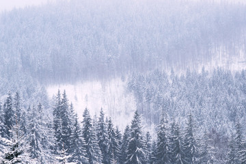 Winter green tree covered with snow.