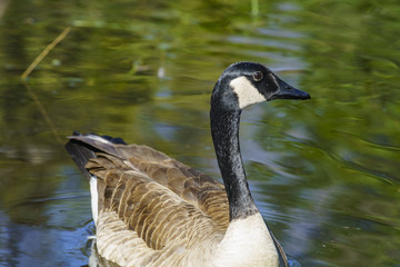 Canada Goose swimming in the lake