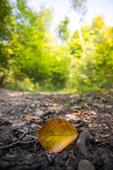 Buntes Blatt im Herbst, liegend auf Waldboden in Lichtung, Hochformat