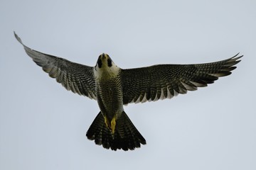 Bird Picture Taken In Korea