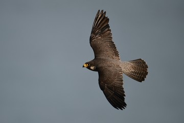 Bird Picture Taken In Korea