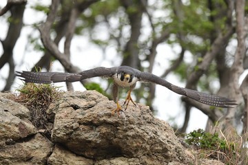 Bird Picture Taken In Korea