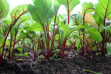 Little sprouts beets in the ground on the farm.