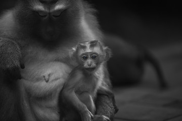 Monkeys of Monkey hill Thailand Phuket 