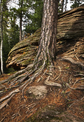 Fototapeta premium Stolby Nature Sanctuary near Krasnoyarsk. Russia