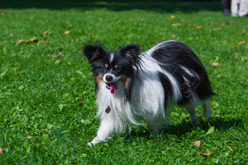 Chihuahua rennt auf einer Wiese