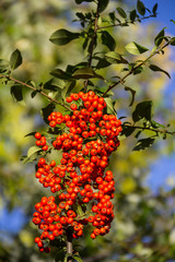 Orange autumn berries of Pyracantha with green leaves