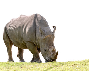 african rhino eating green grass isolated white background