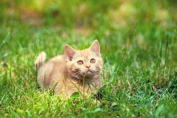Cute little red kitten lies on the grass © vvvita
