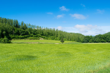 北海道　布礼別