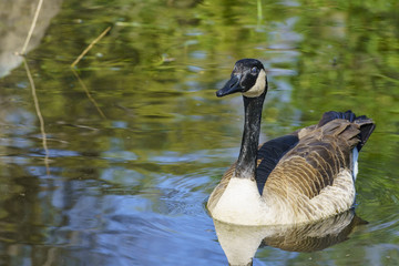 Canada Goose swimming in the lake