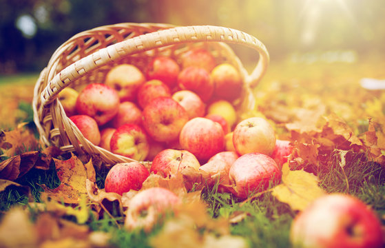 Wicker Basket Of Ripe Red Apples At Autumn Garden